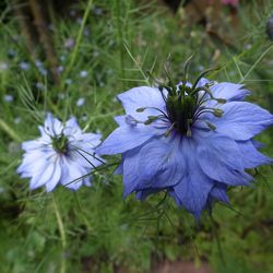 nigella seeds, 600 seeds, nigella damascena, love-in-a-mist, ragged lady or devil in the bush,organic seeds sw758