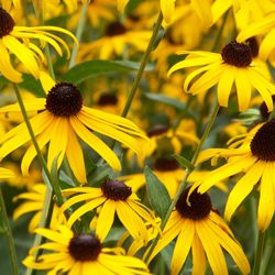rudbeckia seeds, 100 rudbeckia seeds, rudbeckia hirta, ukrainian organic seeds,sw761