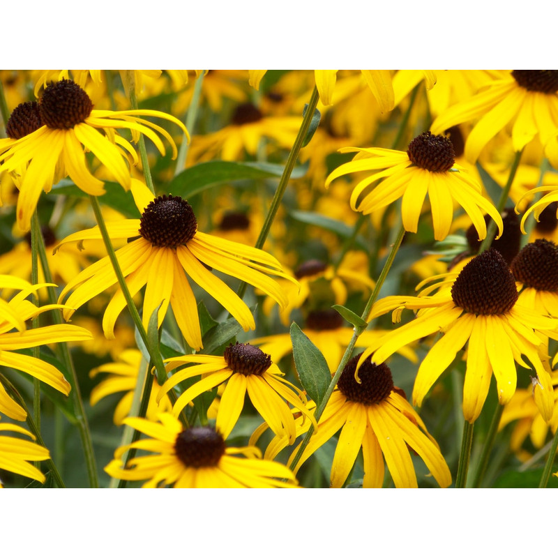 001.Рудбекия Мармелад.jpg