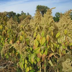 amaranth seeds 700 seeds amaranthus kharkovsky amaranthus cruentus l ukrainian organic seeds sw768