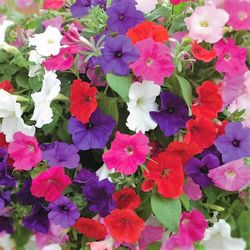petunia seeds 5000 seeds petunia grandiflora petunia seeds bulk ukrainian organic seeds sw773