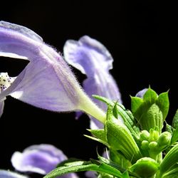 dragons head seeds  700 seeds  dracocephalum moldavica false dragon ukrainian organic seeds  sw774