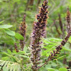 amorpha seeds, 400 amorpha fruticosa seeds ukrainian organic seeds  sw776