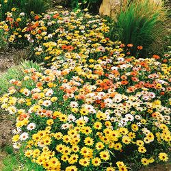 dimorphotheca seeds, 500 seeds mix african daisy, dimorphoteca aurantiaca,dimorphoteca ecklonis, organic sw795