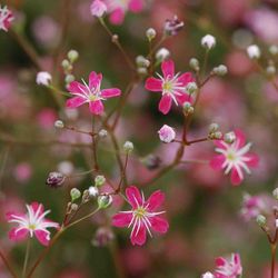 gypsophila red seeds  4000 seeds gypsophila , ukrainian organic seeds sw799