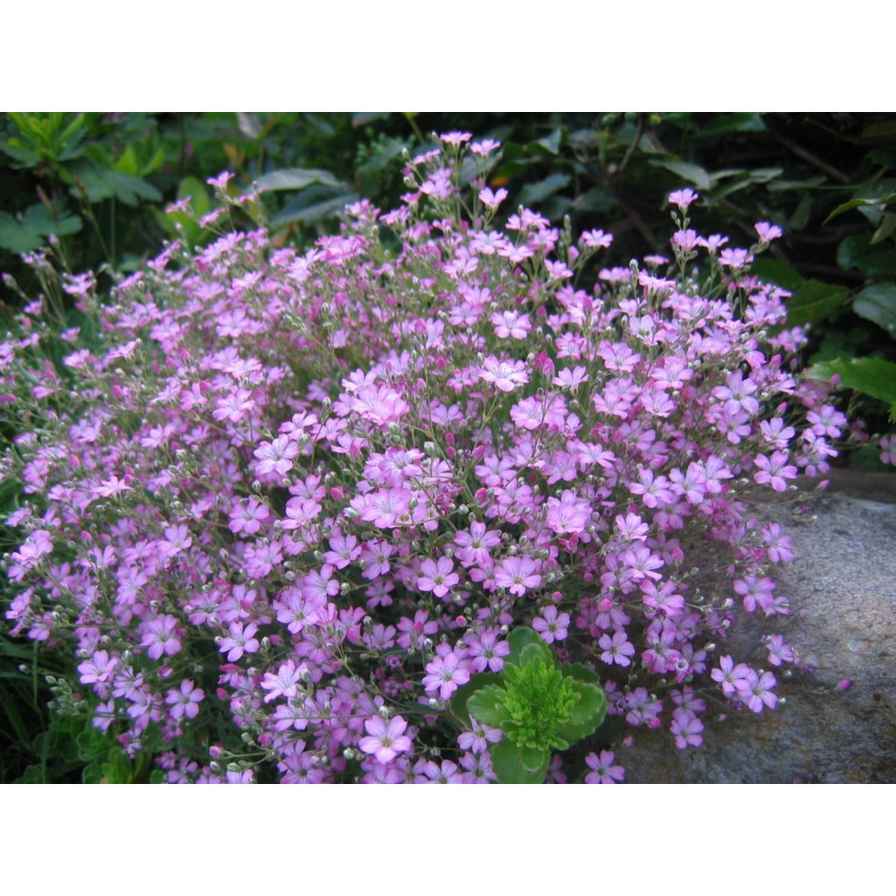 001.Гипсофила Розовая.jpeg