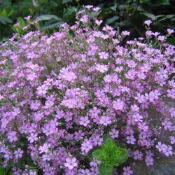 gypsophila pink seeds  4000 seeds gypsophila , ukrainian organic seeds sw800