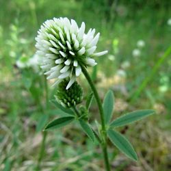 clover seeds 6000 white clover seeds, trifolium repens ukrainian organic seeds  sw801
