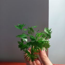 Miniature Philodendron selloum plant made from clay