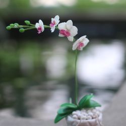 Miniature Phalaenopsis orchid made from clay