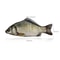 Creative Simulated Fish Pen Bag Quirky Crucian Carp Stationery Case 3