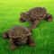 Garden Tortoise Statue Charming Turtle Figurine For Lawn Patio And Home Decor 5
