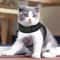 Adjustable EscapeProof Cat Harness Reflective Soft Mesh Walking Vest For Pet Comfort 4