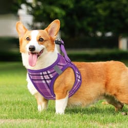 breathable mesh dog harness with adjustable control and reflective leash set – perfect for comfortable pet walks