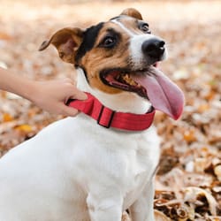 reflective nylon dog collar with handle – adjustable, comfortable, soft puppy neck collar for safe walks