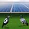 Premium Solar Panel Bird Guard Mesh Durable Critter Guard For Long Lasting Bird Protection 5