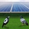 Premium Solar Panel Bird Guard Mesh Durable Critter Guard For Long Lasting Bird Protection 5