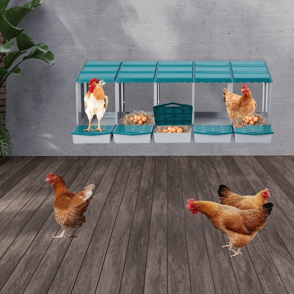 Compartment Chicken Nesting Box With Roll Away Egg Collection 1