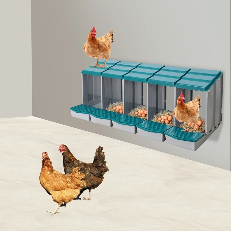 Compartment Chicken Nesting Box With Roll Away Egg Collection 2