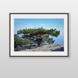 Printable wall art. Mountain pine tree