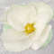 white magnolia 2.jpg