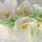 white magnolia 14.jpg