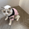 Small To Medium Dog Cute Winter Clothing Pet Warm Cotton Coat Twolegged Thickened Teddy Down Jacket 5