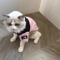 Small To Medium Dog Cute Winter Clothing Pet Warm Cotton Coat Twolegged Thickened Teddy Down Jacket 5