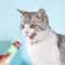 Supplies Cat Strip Squeeze Spoon Wet Cat Treats Pet Cats Liquid Snack Feeding Tool Pet Feeder Strip 0