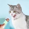 Supplies Cat Strip Squeeze Spoon Wet Cat Treats Pet Cats Liquid Snack Feeding Tool Pet Feeder Strip 0