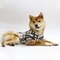 Essential Fur Collar Cotton Pet Outfits Frenchie Gear, Stylish Winter Pet Jacket Clothes Grid, Durable Warm Small Dogs
