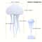 Cute Jellyfish Bedside Lamp RGB Gradient, Cartoon Jellyfish Night Light, Voice Control Type C Charging LED Night Lamp