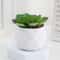 Simulation Succulents Plastic Bonsai Plants Artificial Evergreen Cactus Decor 3
