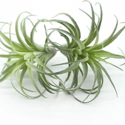 faux tillandsia air plants, artificial flocking succulents, bromeliads for indoor plants