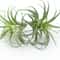 Faux Tillandsia Air Plants, Artificial Flocking Succulents, Bromeliads for Indoor Plants