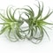 Faux Tillandsia Air Plants, Artificial Flocking Succulents, Bromeliads for Indoor Plants