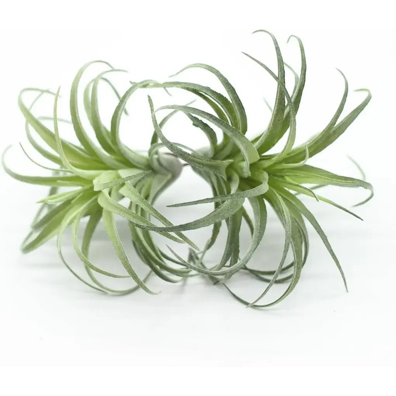 Faux Tillandsia Air Plants, Artificial Flocking Succulents, Bromeliads for Indoor Plants