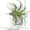 Faux Tillandsia Air Plants, Artificial Flocking Succulents, Bromeliads for Indoor Plants