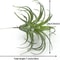 Faux Tillandsia Air Plants, Artificial Flocking Succulents, Bromeliads for Indoor Plants