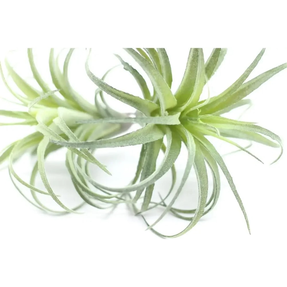 Faux Tillandsia Air Plants, Artificial Flocking Succulents, Bromeliads for Indoor Plants