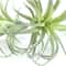 Faux Tillandsia Air Plants, Artificial Flocking Succulents, Bromeliads for Indoor Plants
