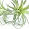 Faux Tillandsia Air Plants, Artificial Flocking Succulents, Bromeliads for Indoor Plants