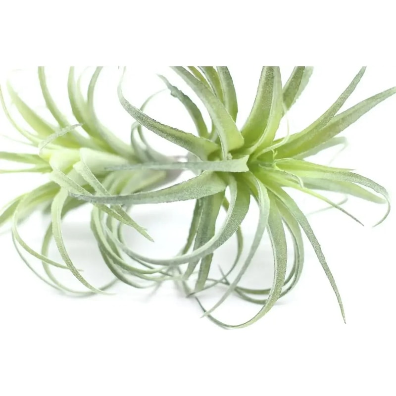 Faux Tillandsia Air Plants, Artificial Flocking Succulents, Bromeliads for Indoor Plants