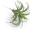Faux Tillandsia Air Plants, Artificial Flocking Succulents, Bromeliads for Indoor Plants