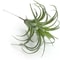 Faux Tillandsia Air Plants, Artificial Flocking Succulents, Bromeliads for Indoor Plants