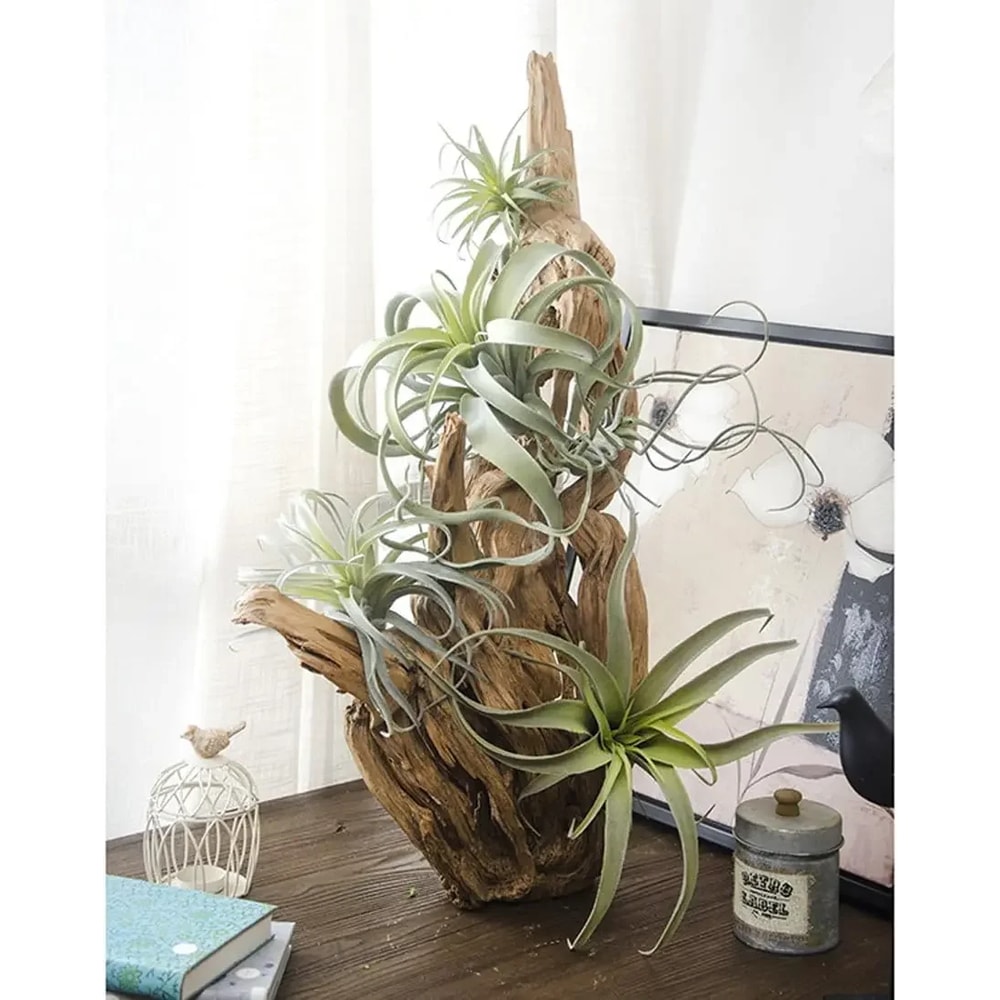 Faux Tillandsia Air Plants, Artificial Flocking Succulents, Bromeliads for Indoor Plants