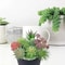Small Succulent Plants for Home, Artificial Succulents for Indoor Decor