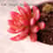 Plants Mini Artificial Succulent Plants For Home Garden Green Plastic Plants Ornament Decoration 7