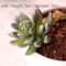 Plants Mini Artificial Succulent Plants For Home Garden Green Plastic Plants Ornament Decoration 8