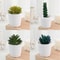 Simulation Succulents Bonsai Cactus, Mini Evergreen Artificial Succulent Plants for Decor